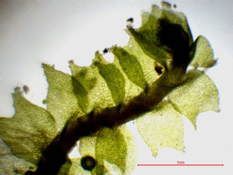Lophozia silvicola
